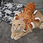 Stan participe au concours pour gagner de l'argent avec cette photo : animal, cat, couch, cozy, cream_cat, cute, feline, fur, gray, home, indoor, looking, octopus, pet, pillow, plush_toy, relaxed, seated, skull_pattern, soft_toy