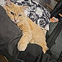 Stan participe au concours pour gagner de l'argent avec cette photo : animal, backpack, casual, cat, close_up, couch, fabric, feline, floral_pattern, fluffy, home, indoor, orange_cat, pet, pillow, relaxed, resting, skull_pattern, sleepy, soft