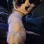 Monroe is registered to the contest to win money with this photo: cat, black_and_white, paw, close_up, indoor, blanket, cozy, feline, pet, relaxed, whiskers, fur, stretching, home, comfort, animal, soft, cute, sleepy, resting