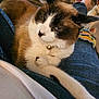cat, pet, lap, blue_eyes, bell_collar, jeans, ripped_jeans, relaxed, indoor, dog, photobomb, fur, white_fur, brown_fur, animal, companion, resting, casual, home, comfort