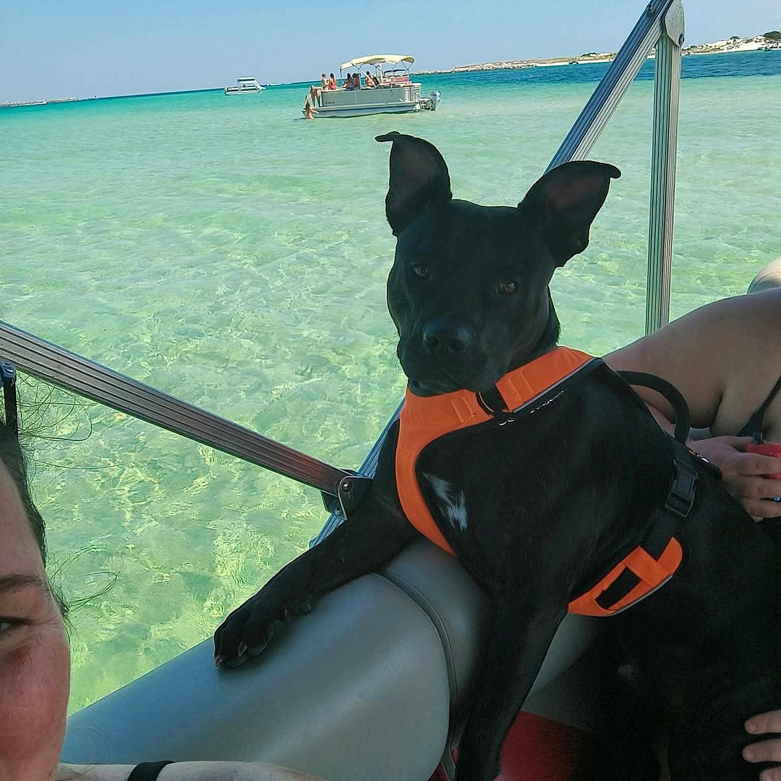 Cujo Bell is registered to the contest to win money with this photo: animal, black_dog, boat, clear_water, dog, horizon, leisure, ocean, orange_harness, outdoor, people, pet, relaxation, sea, sky, summer, sunny, travel, vacation, water