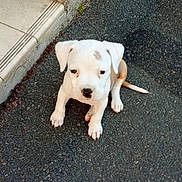 Lèto a rejoint le concours — aidez-le/la à gagner de superbes lots ! puppy, dog, white, asphalt, outdoor, young, pet, animal, sitting, cute, small, playful, spot, step, sidewalk, pavement, looking_up, ears, tail, nose