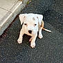 puppy, dog, white, asphalt, outdoor, young, pet, animal, sitting, cute, small, playful, spot, step, sidewalk, pavement, looking_up, ears, tail, nose