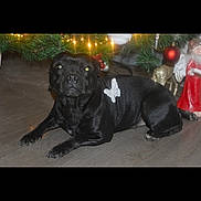 Polly participe au concours pour gagner de l'argent avec cette photo : black_dog, dog, butterfly_decoration, floor, wooden_floor, christmas_tree, christmas_lights, holiday, decorations, ornaments, indoor, pet, animal, lying_down, festive, shiny_coat, domestic_animal, cute, holiday_decor, celebration