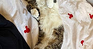 Loki participe au concours pour gagner de l'argent avec cette photo : animal, bed, blanket, cat, cozy, cute, fur, indoor, mickey_mouse_pattern, paw, pet, pink_nose, relaxed, resting, sleeping, soft, striped_fur, tabby, whiskers, white_fur