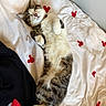 Loki participe au concours pour gagner de l'argent avec cette photo : cat, tabby, sleeping, bed, blanket, mickey_mouse_pattern, paw, fur, relaxed, indoor, cute, pet, animal, cozy, resting, whiskers, pink_nose, white_fur, striped_fur, soft