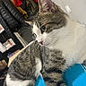 cat, tabby_cat, white_cat, pet, indoor, feline, whiskers, fur, animal, curious, relaxed, blue_surface, coats, shelf, books, home, close_up, portrait, looking_away, domestic