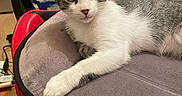 Loki participe au concours pour gagner de l'argent avec cette photo : kitten, cat, pet, feline, indoor, chair, cushion, gray, red, black, fur, animal, cute, resting, looking, young, paw, ears, whiskers, eyes