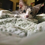 Loki participe au concours pour gagner de l'argent avec cette photo : kitten, cat, pet, indoor, blanket, bed, cozy, curious, close_up, feline, resting, soft_focus, green, pattern, fur, ears, whiskers, domestic, animal, cute