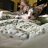 kitten, cat, pet, indoor, blanket, bed, cozy, curious, close_up, feline, resting, soft_focus, green, pattern, fur, ears, whiskers, domestic, animal, cute