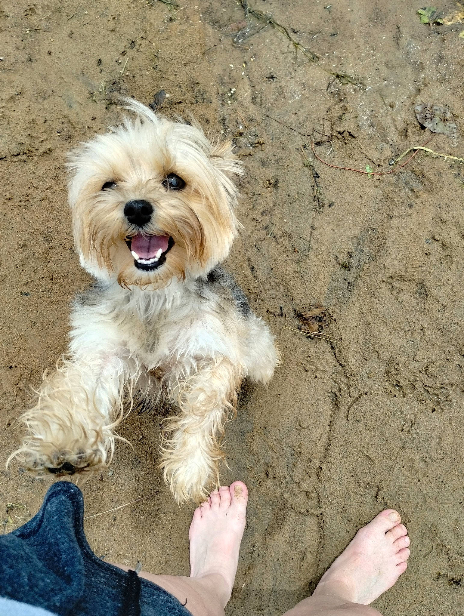 Princess is registered to the contest to win money with this photo: biewer_terrier, canidae, carnivore, companion_dog, dog, dog_breed, dog_supply, fur, maltepoo, non_sporting_group, poodle_crossbreed, small_terrier, smile, snout, soil, sporting_group, terrier, toy_dog, yorkipoo