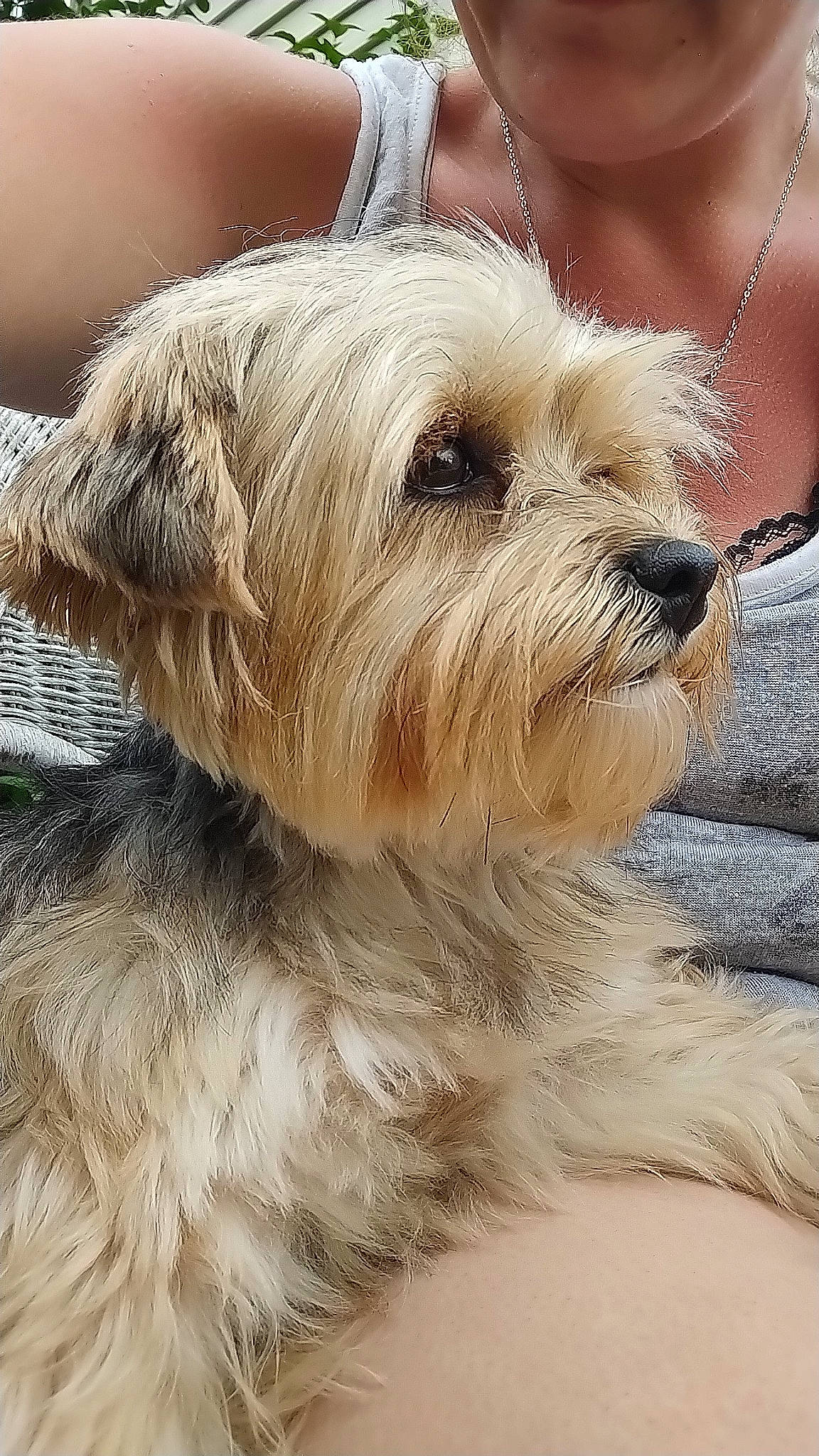 Princess is registered to the contest to win money with this photo: biewer_terrier, canidae, carnivore, collar, companion_dog, dog, dog_breed, dog_collar, fawn, fur, maltepoo, non_sporting_group, puppy, puppy_love, small_terrier, snout, sporting_group, terrier, toy_dog, working_animal