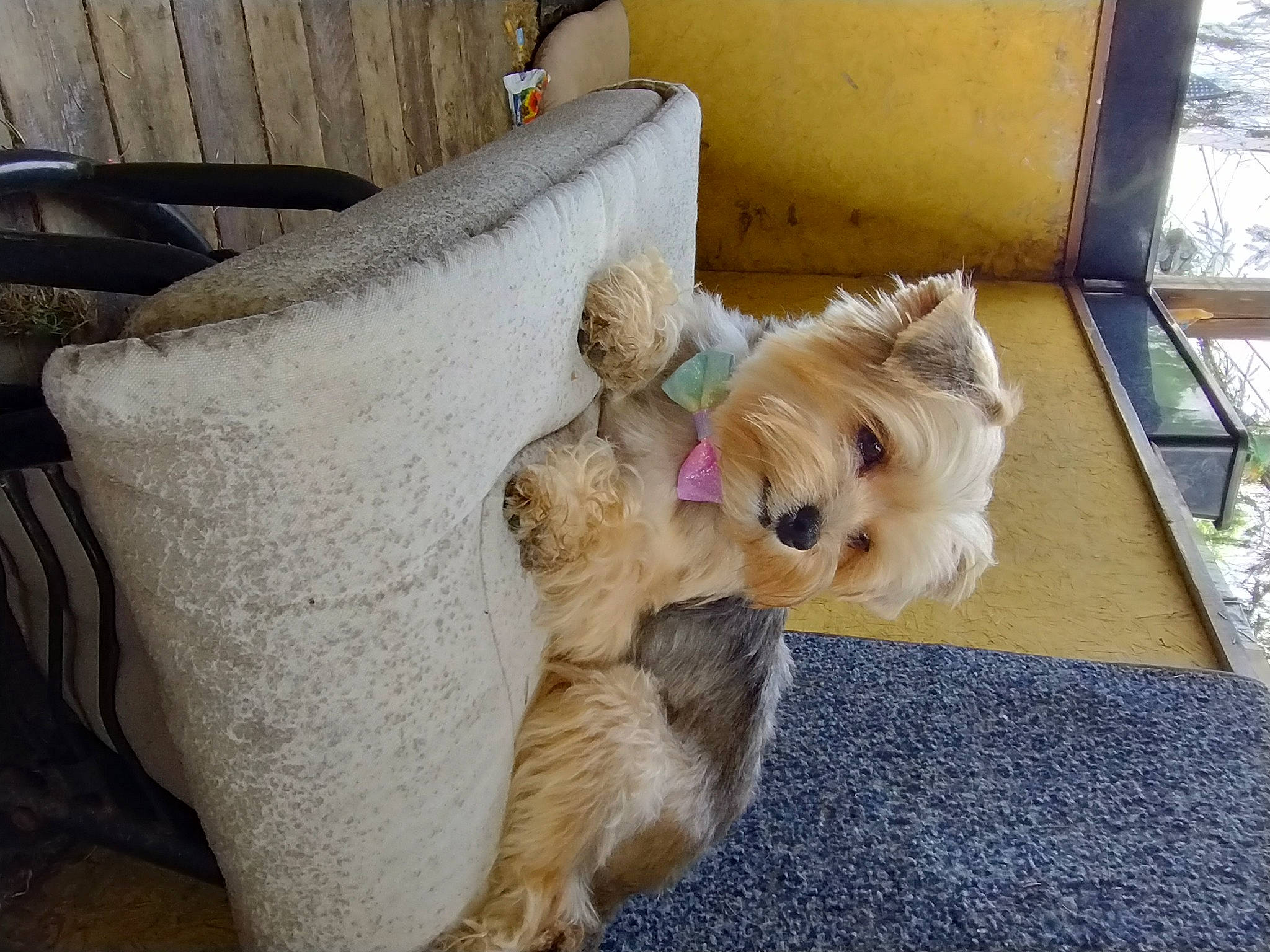 Princess is registered to the contest to win money with this photo: carnivore, comfort, companion_dog, couch, dog, dog_breed, dog_supply, fawn, felidae, flooring, fur, linens, pillow, small_terrier, small_to_medium_sized_cats, tail, terrier, throw_pillow, toy_dog, wood