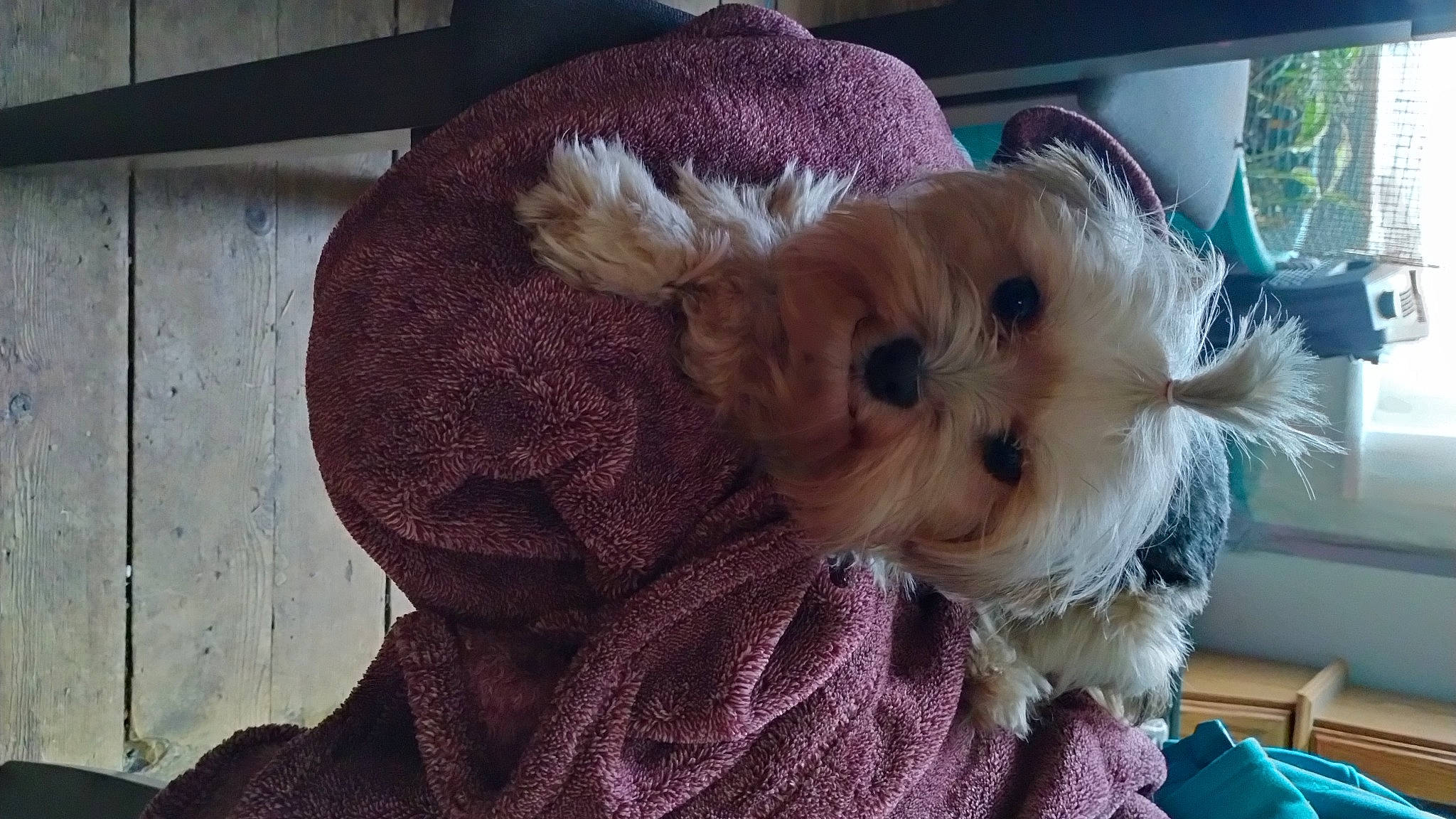 Princess joined the competition — help win amazing prizes! canidae, carnivore, comfort, companion_dog, dog, dog_breed, dog_clothes, dog_supply, fawn, fur, pet_supply, puppy_love, small_terrier, snout, sporting_group, stuffed_toy, terrier, toy_dog, working_animal, yorkipoo