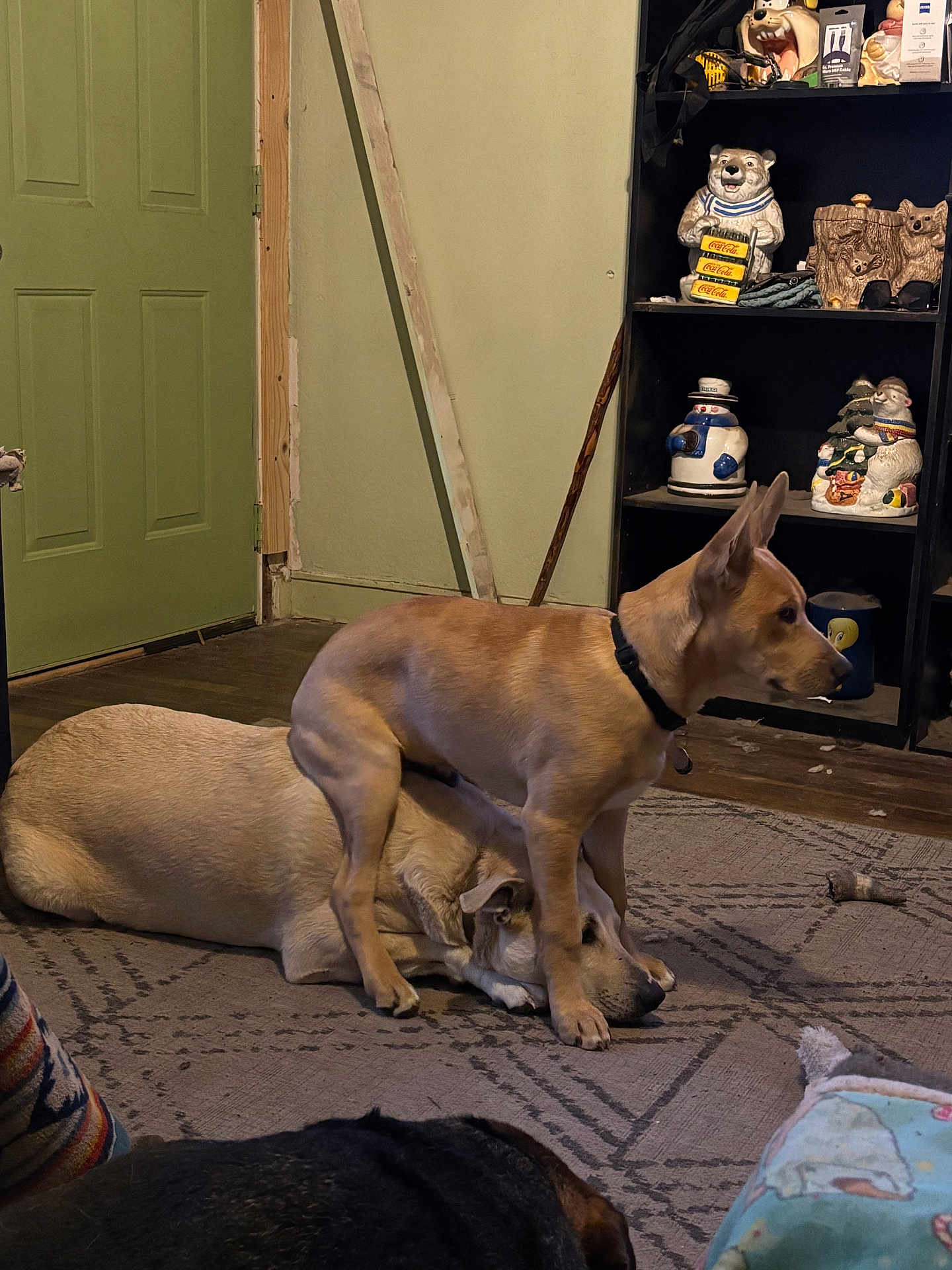 Yoda is registered to the contest to win money with this photo: dog, dogs, indoor, rug, playing, resting, collar, beige_dog, tan_dog, brown_dog, floor, door, shelf, figurine, home_interior, living_room, pet, furniture, canine, companion