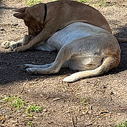 Yoda is registered to the contest to win money with this photo: dog, dogs, outdoors, grass, dirt, paw, tail, collar, chew_toy, bone, resting, sunlight, shadow, park, canine, pet, companion, ground, relaxed, playing