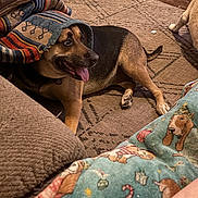 Ellie Mae Clampett joined the competition — help win amazing prizes! animal, black, blanket, brown, canine, carpet, companion, cozy, cute, decor, dog, fabric, floor, fur, indoor, patterned, pet, playful, resting, tongue_out