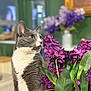 cat, tuxedo_cat, gray_cat, purple_flowers, bouquet, vase, indoor, portrait, whiskers, green_background, bokeh, close_up, sitting, curious, pet, domestic_cat, table, leaves, soft_light, flora