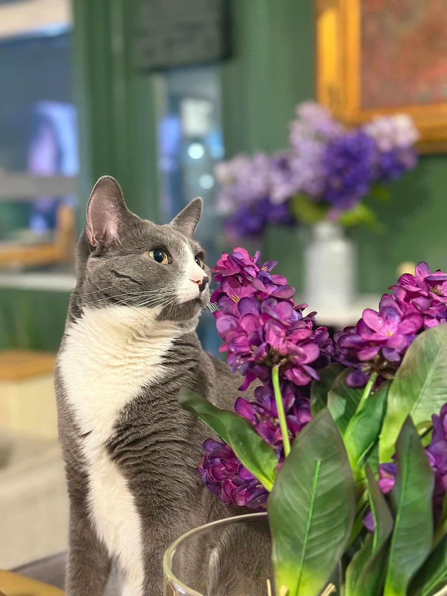 Smokey joined the competition — help win amazing prizes! cat, tuxedo_cat, gray_cat, purple_flowers, bouquet, vase, indoor, portrait, whiskers, green_background, bokeh, close_up, sitting, curious, pet, domestic_cat, table, leaves, soft_light, flora