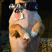 Thor Odinson joined the competition — help win amazing prizes! animal, blanket, brown, collar, cute, dog, dog_tag, domestic_animal, ears, fur, indoor, leopard_print, looking, mammal, paw, pet, portrait, sitting, small_dog, white