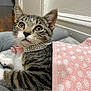 Lola is registered to the contest to win money with this photo: cat, kitten, tabby, pet, collar, pink, blanket, bed, indoor, fur, whiskers, animal, cute, young, resting, looking, ears, eyes, cozy, domestic