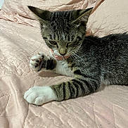 Lola is registered to the contest to win money with this photo: cat, kitten, tabby, pet, animal, feline, collar, pink_collar, paw, white_paw, bed, quilt, pink, fabric, resting, indoor, cute, fur, whiskers, curious