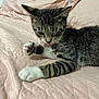 cat, kitten, tabby, pet, animal, feline, collar, pink_collar, paw, white_paw, bed, quilt, pink, fabric, resting, indoor, cute, fur, whiskers, curious