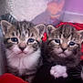 Lola joined the competition — help win amazing prizes! kitten, tabby, cat, feline, young, cute, indoor, pet, animal, curious, closeup, fur, whiskers, paw, blanket, resting, domestic, eyes, three_kittens, soft_light