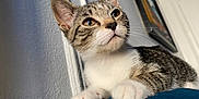 Lola is registered to the contest to win money with this photo: kitten, cat, tabby, white_paws, curious, indoor, cushion, blue, whiskers, close_up, pet, animal, feline, young_cat, portrait, relaxed, soft_light, texture, wall, frame
