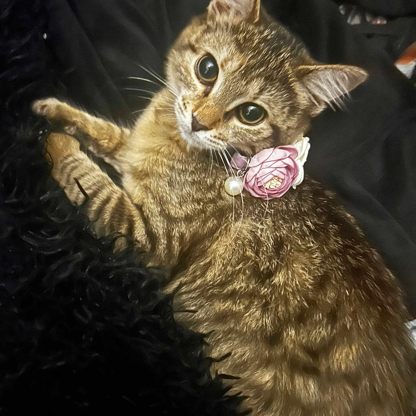 Calliope
