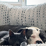 Ozil a rejoint le concours — aidez-le/la à gagner de superbes lots ! cat, dog, sleeping, couch, blanket, knitted, window, indoor, pet, friendship, cozy, resting, animal, companion, soft_light, relaxation, feline, canine, texture, home