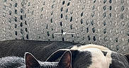 Ozil a rejoint le concours — aidez-le/la à gagner de superbes lots ! animal, blanket, canine, cat, companion, couch, cozy, dog, feline, friendship, home, indoor, knitted, pet, relaxation, resting, sleeping, soft_light, texture, window