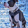 animal, attention, background, canine, collar, daylight, dog, ears, fur, grass, harness, leash, muzzle, nature, outdoor, pet, portrait, sitting, snow, winter