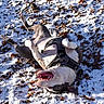 animal, canine, daylight, dog, ears, fur, ground, happy, harness, joyful, leaves, nature, outdoor, pet, playful, rolling, snow, teeth, tongue, winter