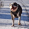 active, animal, canine, daytime, dog, energetic, fur, happy, harness, nature, outdoor, path, pet, playful, running, shadow, snow, sunlight, walking, winter
