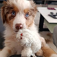 Bailey a rejoint le concours — aidez-le/la à gagner de superbes lots ! animal, blue_eyes, close_up, cute, dog, domestic_animal, ears, focus, fur, indoor, living_room, nose, pet, playful, puppy, snout, stuffed_animal, toy, whiskers, young