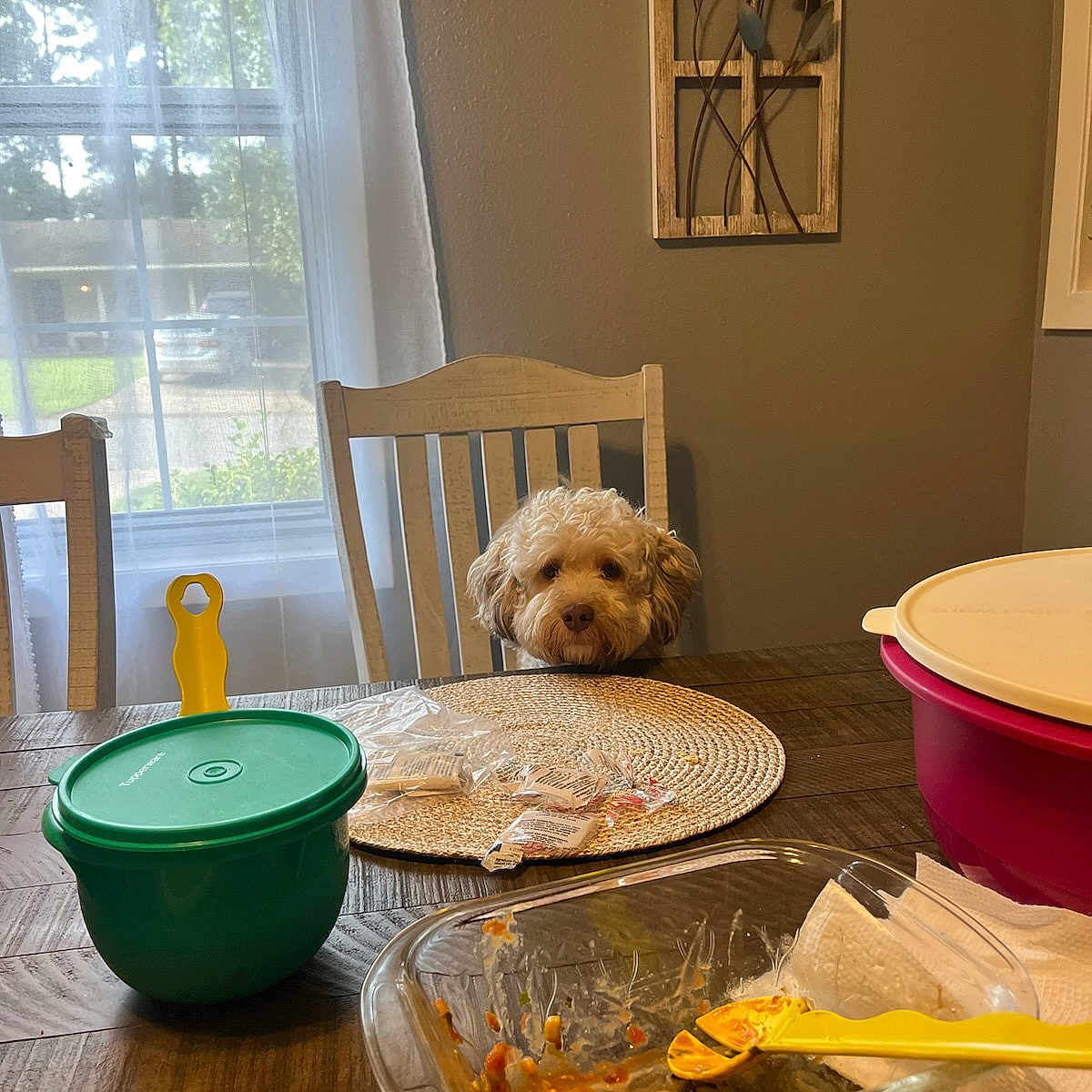 Canton joined the competition — help win amazing prizes! bowl, carnivore, chair, companion_dog, dishware, dog, fawn, floor, flooring, furniture, hardwood, interior_design, living_room, picture_frame, plate, serveware, table, tableware, window, wood