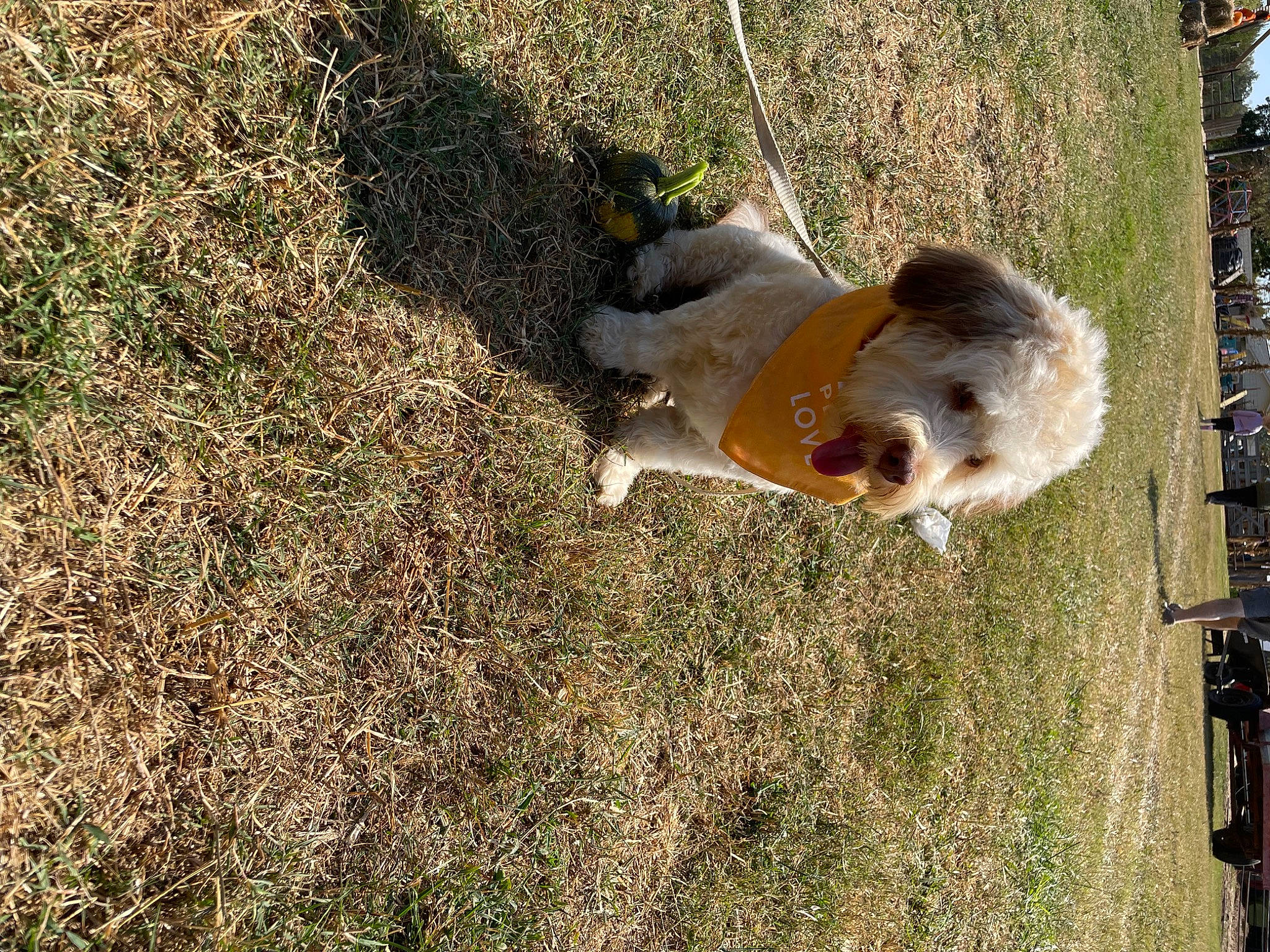 Canton is registered to the contest to win money with this photo: canidae, carnivore, companion_dog, dog, dog_breed, fawn, grass, non_sporting_group, plant, shadow, soil, sporting_group, tail, tree, wildlife, wood