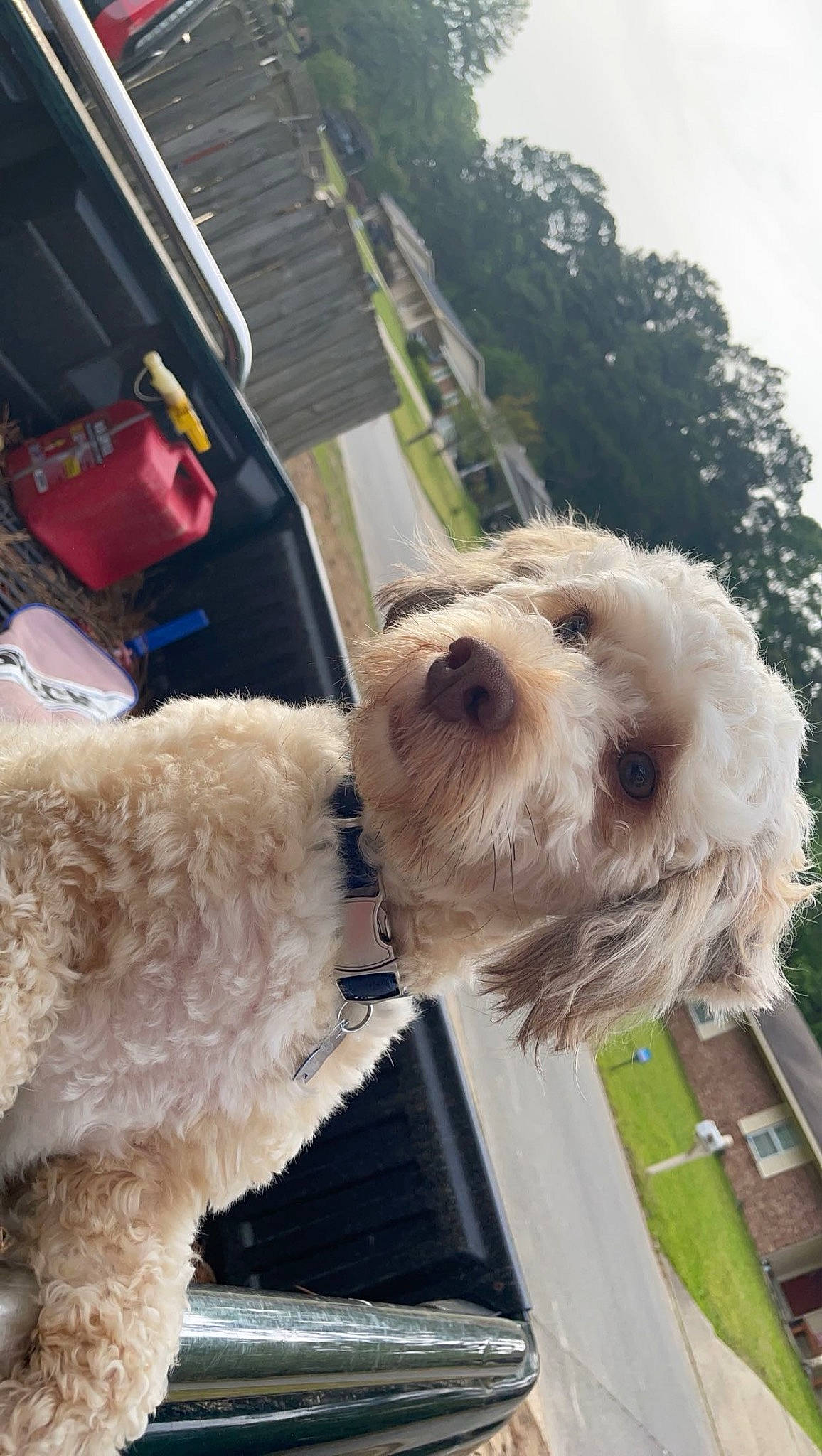 Canton joined the competition — help win amazing prizes! canidae, carnivore, collar, companion_dog, dog, dog_breed, dog_collar, dog_supply, eyewear, goldendoodle, hat, personal_protective_equipment, sky, small_terrier, snout, sporting_group, terrier, toy_dog, tree, working_animal