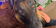 Rangers a rejoint le concours — aidez-le/la à gagner de superbes lots ! dog, pet, animal, close_up, brown_blanket, hand, indoor, cozy, amber_eyes, resting, furry, canine, face, snout, ears, fur, blanket, couch, comfort, household