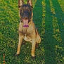 Rangers participe au concours pour gagner de l'argent avec cette photo : dog, german_shepherd, grass, outdoor, sunlight, shadow, tongue_out, pet, canine, animal, nature, greenery, happy, sitting, daylight, playful, park, summer, ears_up, portrait