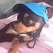 Chouky a rejoint le concours — aidez-le/la à gagner de superbes lots ! dog, pet, blue_cap, pink_blanket, couch, indoor, small_dog, relaxed, curious, fur, animal, canine, portrait, side_view, domestic_animal, resting, close_up, companion, cute, hat