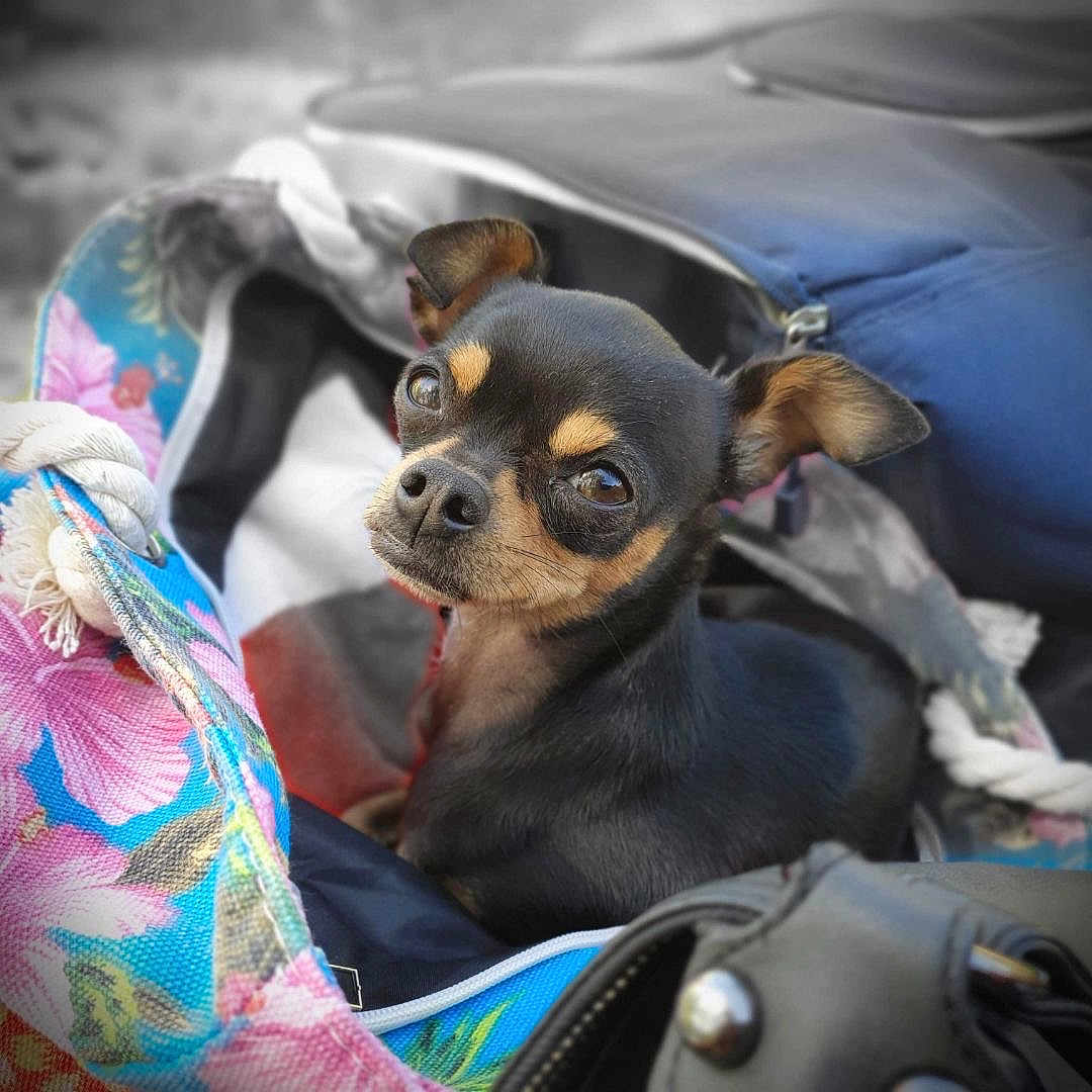 Chouky participe au concours pour gagner de l'argent avec cette photo : dog, small_dog, chihuahua, pet, animal, black_dog, brown_markings, bag, floral_pattern, fabric, zipper, rope, closeup, cute, looking_up, indoors, soft_lighting, portrait, companion, resting