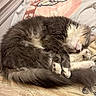 Brooklyn is registered to the contest to win money with this photo: cats, cat, kitten, sleeping, sleepy, cuddling, fluffy, fur, gray_cat, white_cat, long_hair, pet, animals, bed, blanket, bedroom, indoors, cozy, relaxed, cute