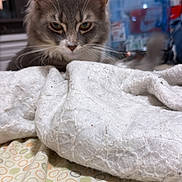 Brooklyn joined the competition — help win amazing prizes! cat, feline, gray_cat, fluffy, whiskers, ears, eyes, nose, animal, pet, portrait, close_up, indoors, bed, blanket, bedding, water_dispenser, home, patterned_fabric, alert