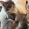 cat, fluffy, gray_fur, long_hair, pet, animal, sitting, lounging, cushion, couch, window, indoors, home, sunlight, portrait, whiskers, ears, tail, relaxed, closeup
