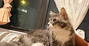 Brooklyn joined the competition — help win amazing prizes! cat, fluffy_cat, gray_cat, white_paws, long_hair, whiskers, feline, pet, animal, lounging, sitting, bed, blanket, striped_blanket, window, curtains, indoor, night, cozy, portrait