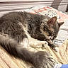 Brooklyn joined the competition — help win amazing prizes! cat, kitten, sleeping, pet, furry, gray_cat, white_cat, bed, blanket, bedding, window, sunlight, indoors, cozy, relaxed, lying_down, paws, whiskers, cartoon_blanket, nap