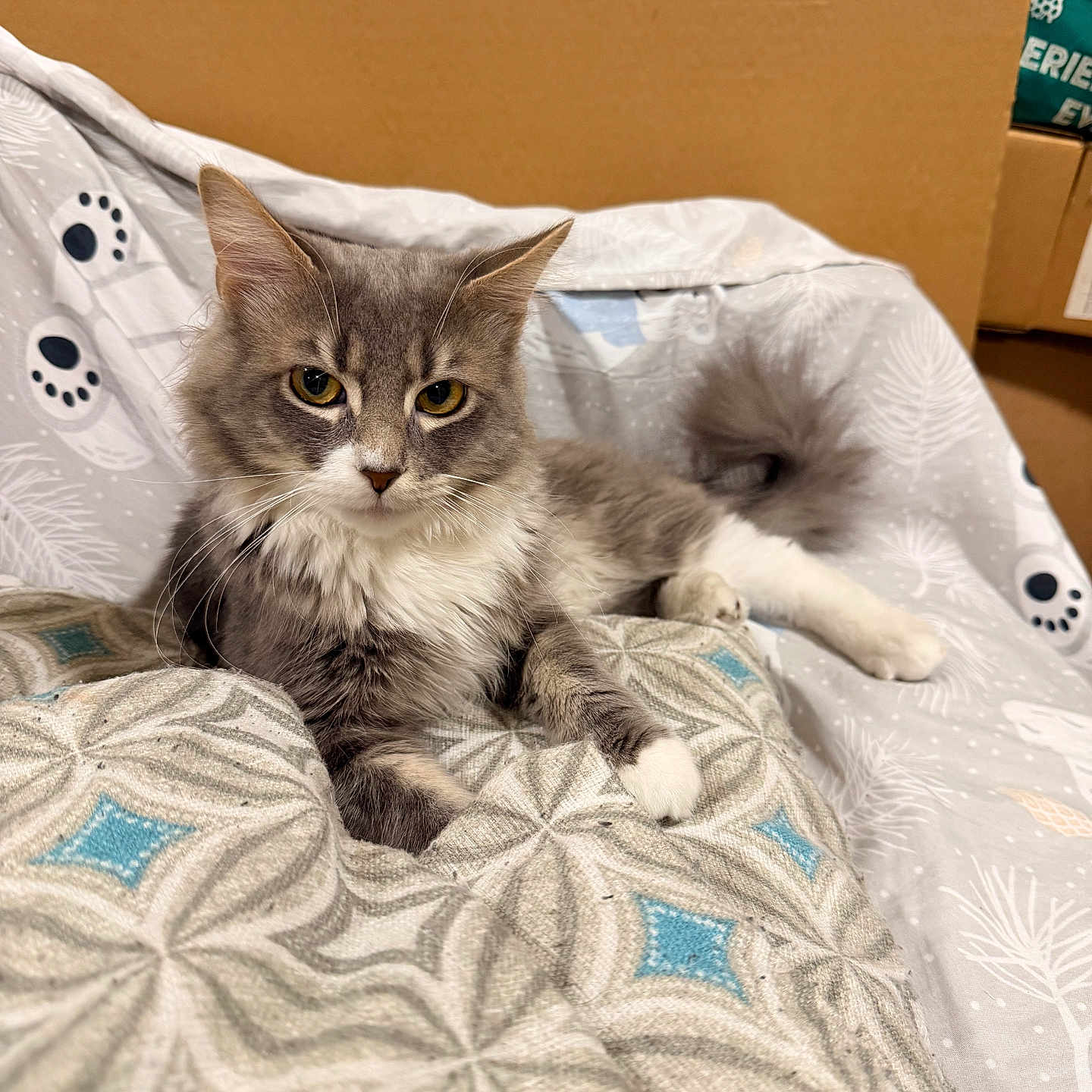 Brooklyn joined the competition — help win amazing prizes! cat, gray_cat, white_cat, fluffy, long_hair, pet, animal, whiskers, ears, yellow_eyes, lying_down, relaxed, bed, blanket, bedding, patterned_fabric, indoors, home, cardboard_box, portrait
