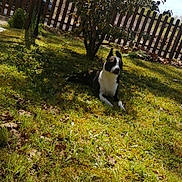 Lucifer participe au concours pour gagner de l'argent avec cette photo : dog, black_and_white, grass, tree, fence, sunlight, shadow, outdoor, pet, canine, nature, yard, leafy, resting, animal, summer, relaxing, daylight, mammal, domestic
